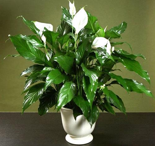 Zdravé, krásné spathiphyllum v květináči