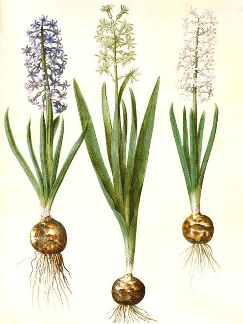 Žárovka, stonek a květ hyacintu