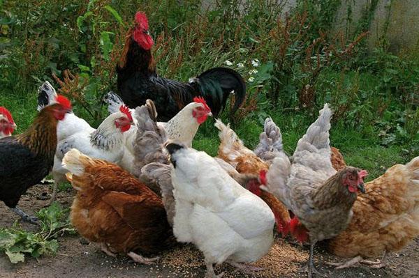 تجديد قطيع دجاج بالمزرعة