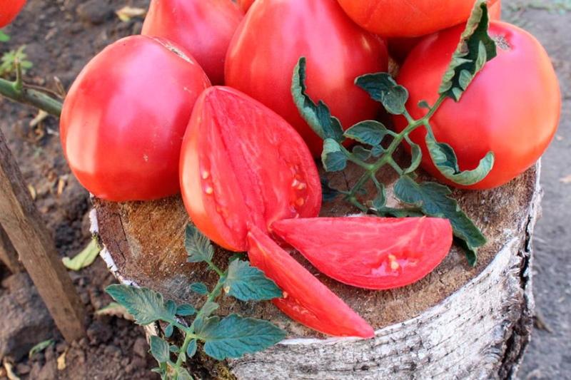 Tomatenadliger, der die Vor- und Nachteile gepflanzt hat