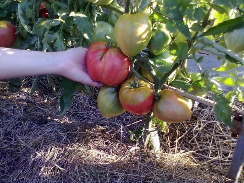 Tomatenadliger, der gepflanzt hat