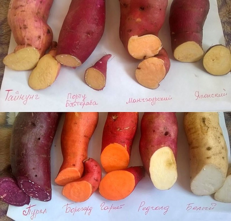 sladké brambory různých odrůd