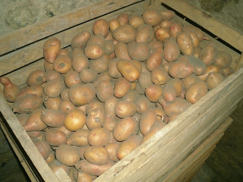 skladování brambor v krabicích