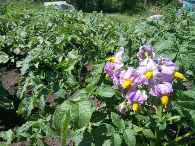 kvetoucí brambory