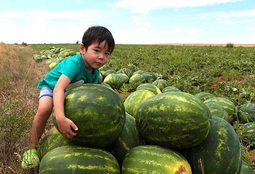 Dies sind die Astrachan-Wassermelonen.