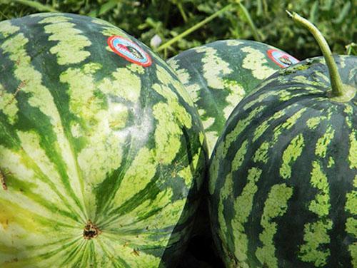 Astrachan Wassermelonen