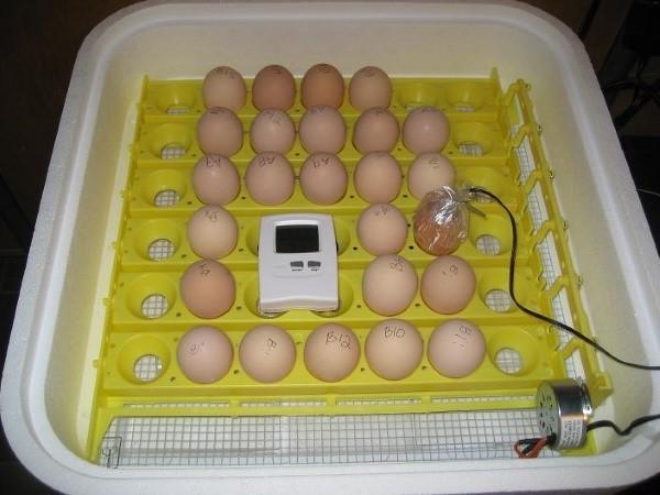 vkládání vajec do inkubátoru