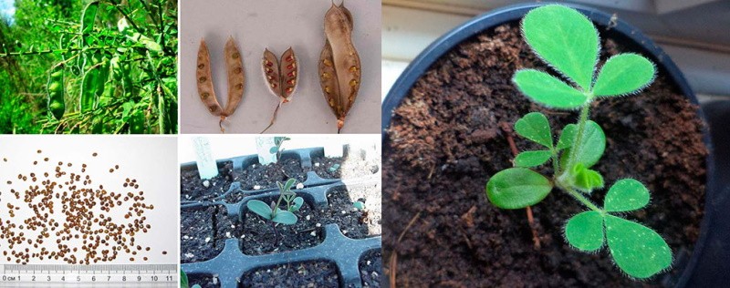 samopěstování koštěte ze semen