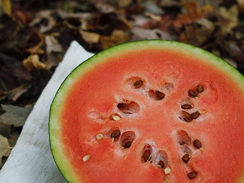 Wassermelone hat lockeres Fruchtfleisch