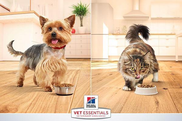 medizinisches Futter für Katzen und Hunde