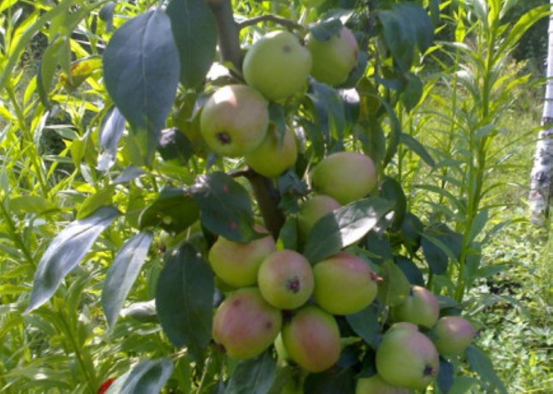 سلالات شجرة التفاح arkadik