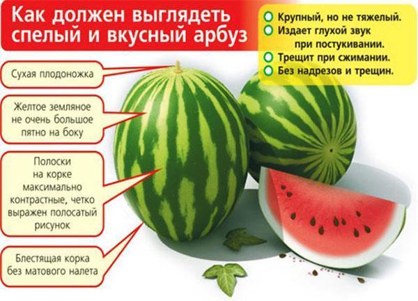 Nach diesen Kriterien wird eine Wassermelone auf dem Markt ausgewählt.