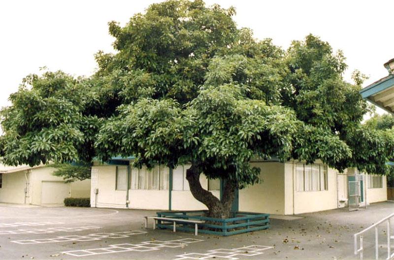 الأفوكادو شجرة