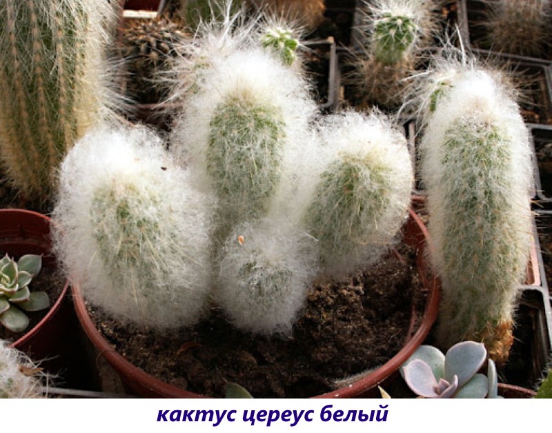 kaktus cereus bílý