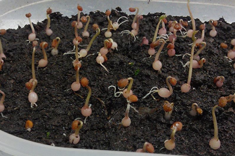 Reprodukcia cyklámenu semenami
