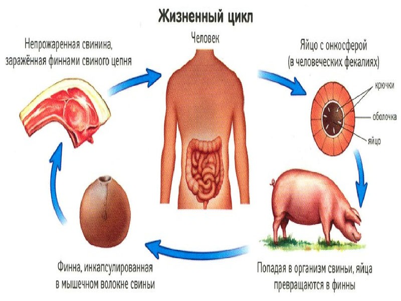 životní cyklus cysticerkózy