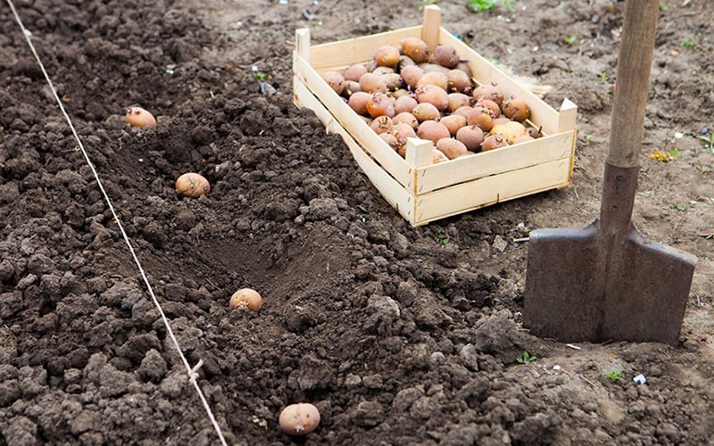 زراعة البطاطس المنبثقة