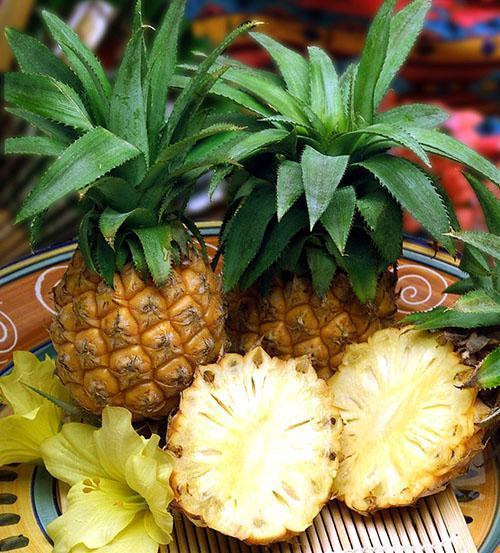 Miniaturfrüchte der Indoor-Ananas