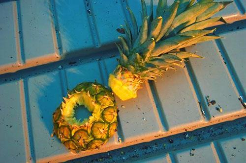Die grüne Oberseite der Frucht wird verwendet, um neue Ananas zu züchten.