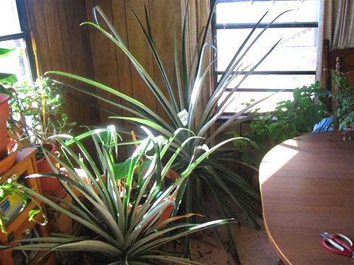 Für eine gute Pflanzenentwicklung benötigen Sie einen geräumigen, hellen Platz.