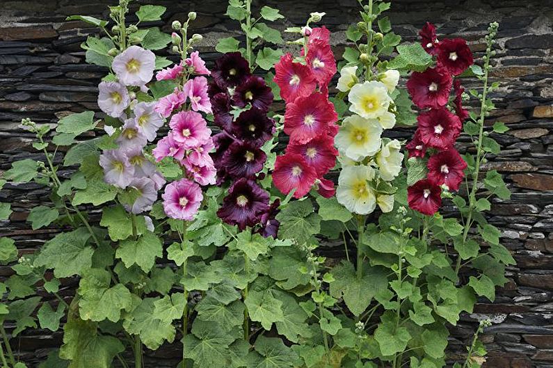 Blommor för ett sommarboende - Höga upprättade växter