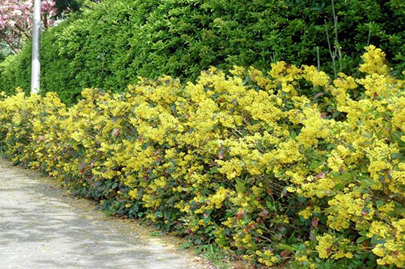 Blommor för ett sommarresidens - Fleråriga buskar