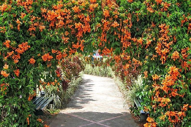 Blomster for en sommerbolig - Bindweed vinstokker
