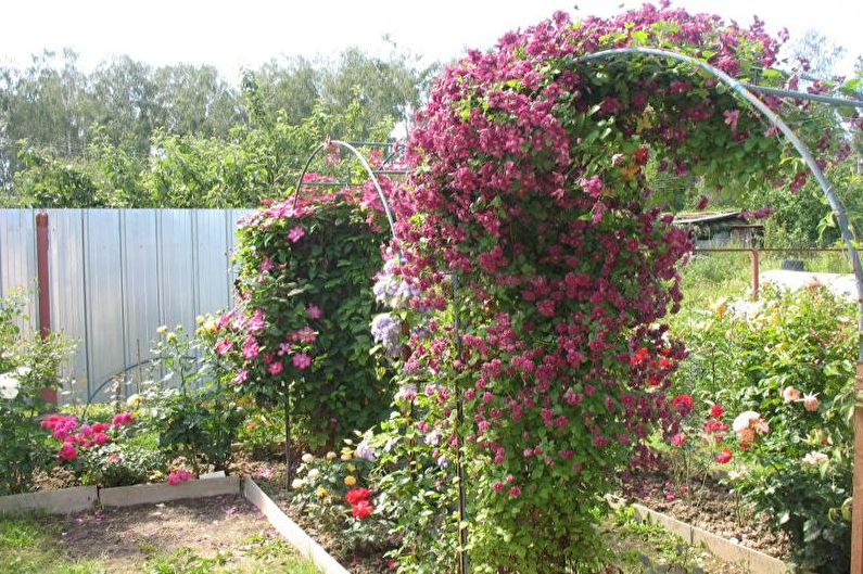 Blomster for en sommerbolig - Bindweed vinstokker