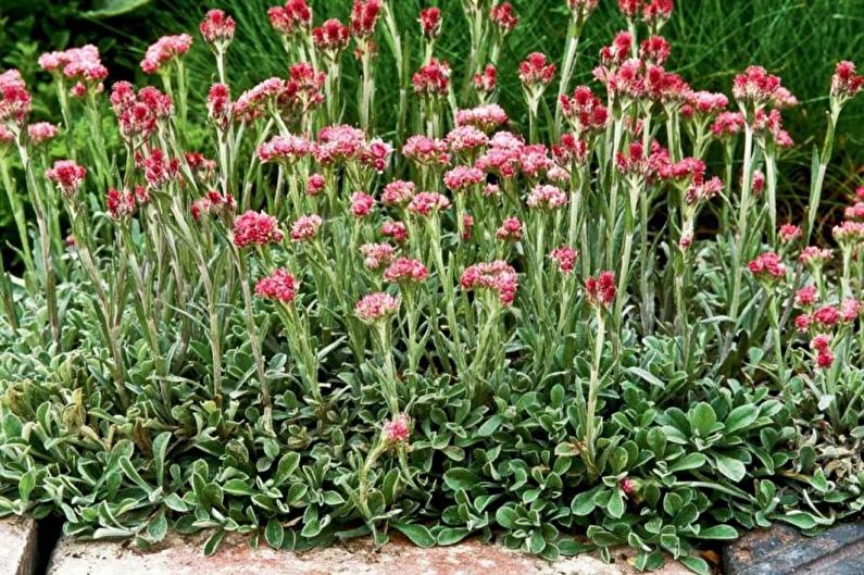 Blommor för ett sommarboende - Mattväxter