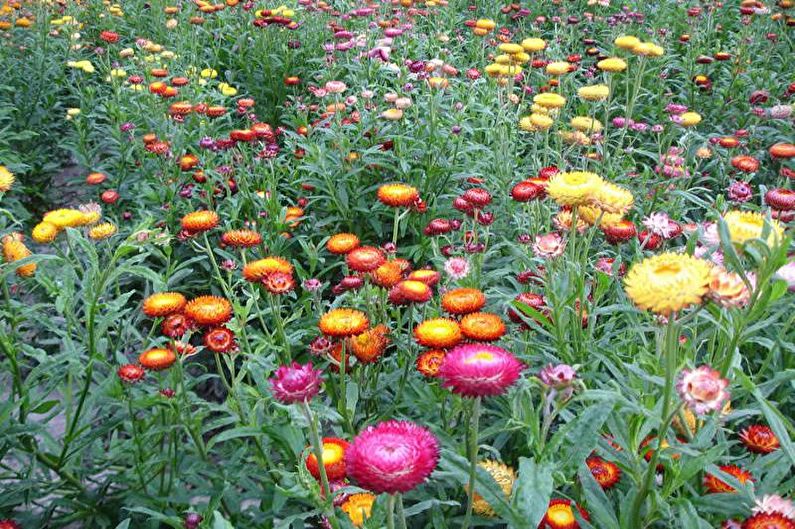 Blommor för ett sommarresidens - Mattväxter