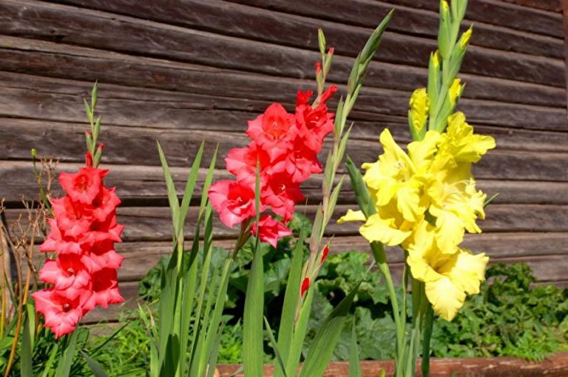 Blomster for en sommerbolig - Høye oppreiste planter