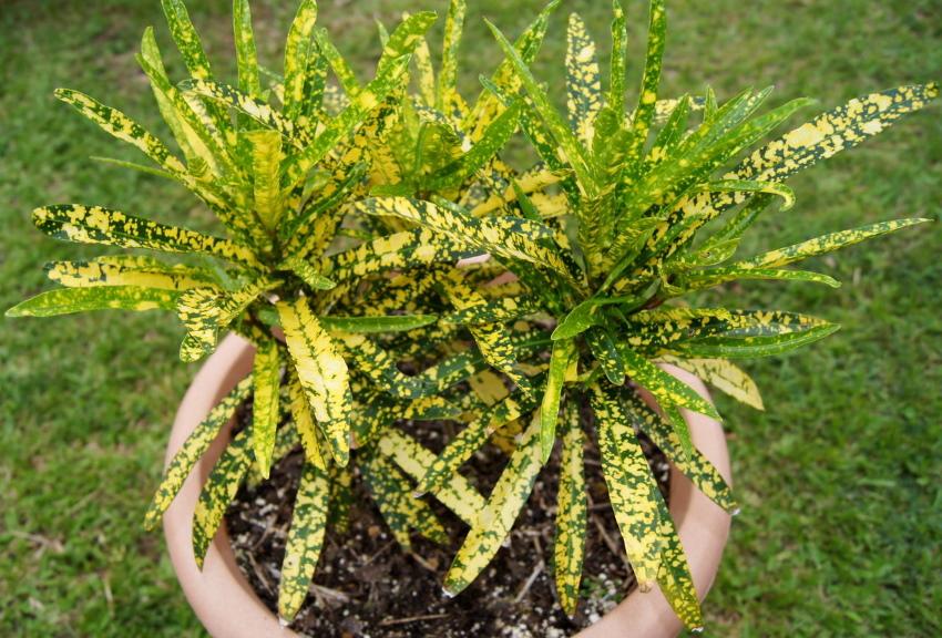 Croton Goldfinger