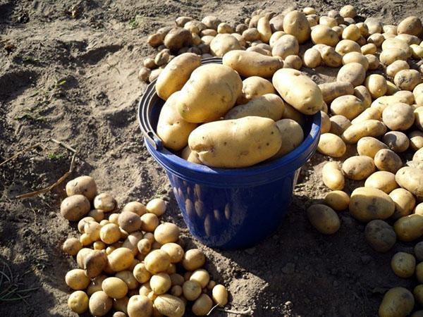 brambory pro skladování