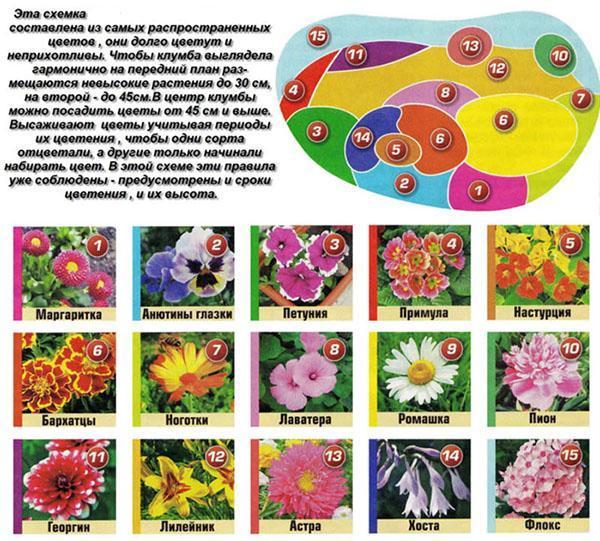 مخطط فراش الزهرة من النباتات المشتركة