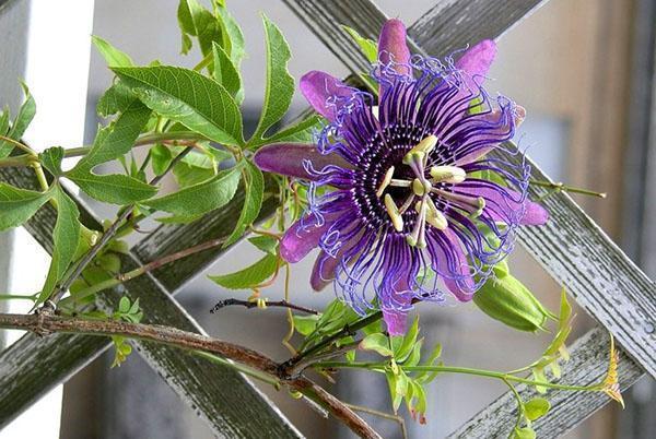 Nach der Bestäubung der Blüte wachsen Früchte