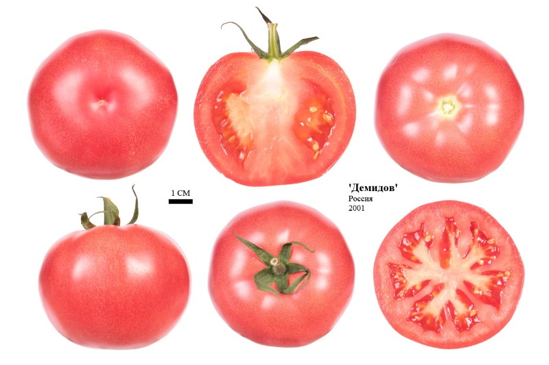 plody rajčat demidov