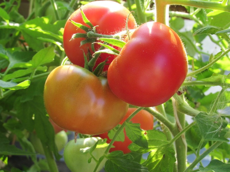 rajčatová odrůda demidov