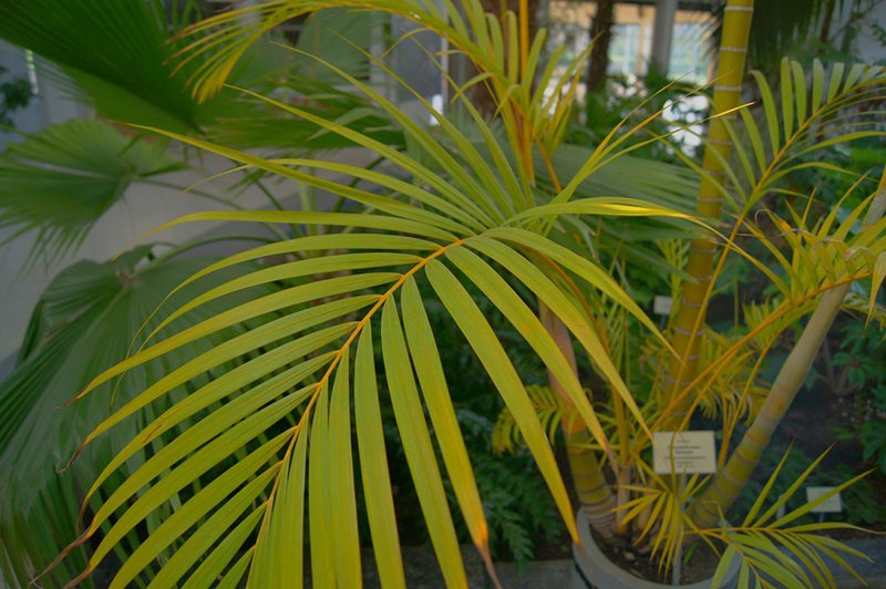 chrysalidocarpus nažloutlý