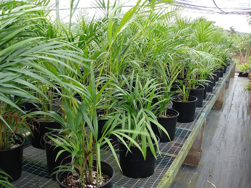 reprodukce chrysalidocarpus
