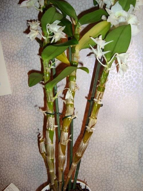 يتلاشى dendrobium