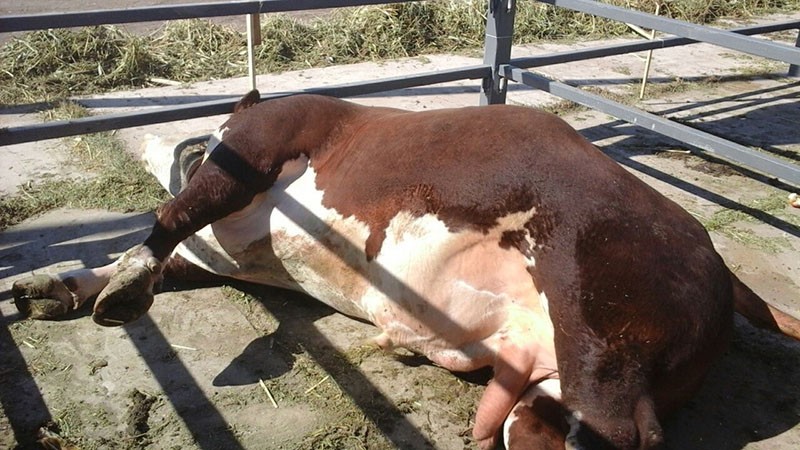 معدل الوفيات بسبب الحمى القلاعية منخفض ، لكن الحيوانات تفقد وزنها وإنتاج الحليب بسرعة