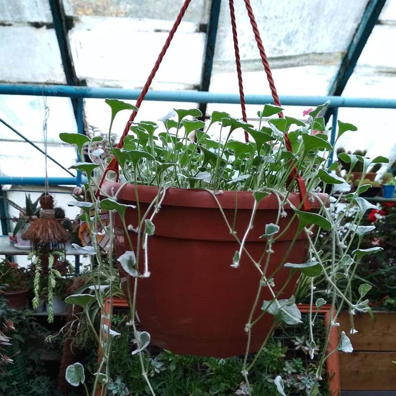 zimování dichondry ve skleníku