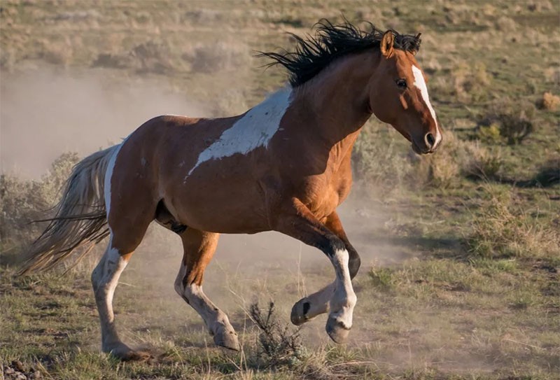 Mustang-Farbe