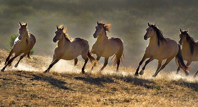 wilde Pferde