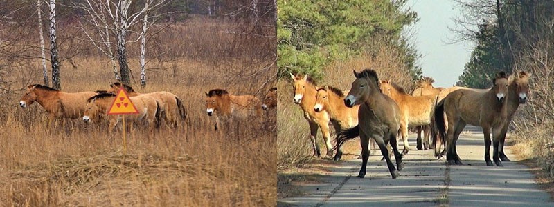 قطيع من الخيول في منطقة تشيرنوبيل وكازاخستان