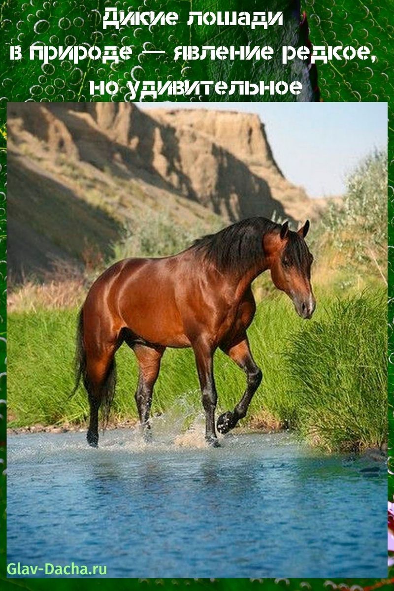 الخيول البرية في الطبيعة