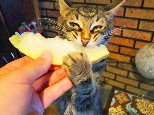 Die Katze isst gerne eine Melone