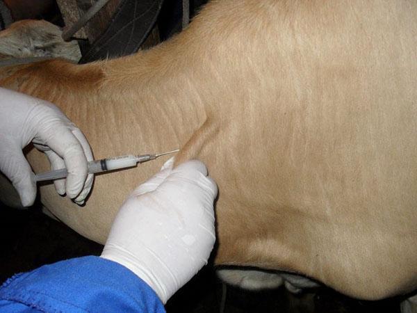 Očkování zvířat