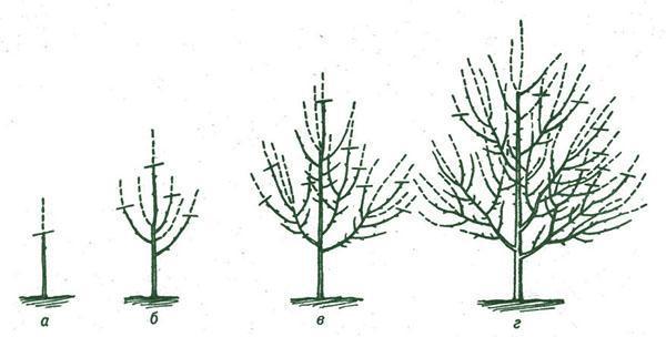 schéma prořezávání švestek v prvních letech po výsadbě