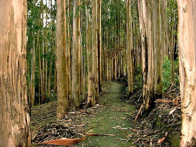 Eukalyptus zur Bodenentwässerung